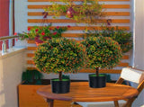 2-Pack 22" Artificial Topiary Ball Tree - 15" Boxwood BallsOrange Fruits, PE/PVCCement, 80983090