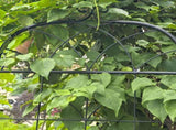 Metal Garden Trellis, 2 Pack Metal Trellis for Climbing Plants, Indoor/Outdoor Plant Trellis for W840P321536