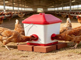 Automatic Chicken Feeder 59722292