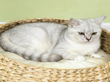 Flower Cat Tree 51463218