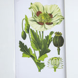 Set of 4 Botanical Flower Wall Art, Home Decor for Living Room, Dining Room, Bedroom, Hallway, 20" x W2078130294