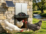 Automatic Chicken Coop Door 10666320
