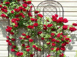 2 Pack 16" x 61" Rustproof Iron Garden Trellis 19656010