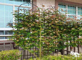 4 Pack Metal Garden Trellis 86.7" x 19.7" Rustproof Trellis for Climbing Plants Outdoor Flower 53121486