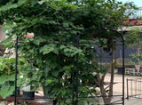 Metal Garden Trellis, 2 Pack Metal Trellis for Climbing Plants, Indoor/Outdoor Plant Trellis for W840P321536