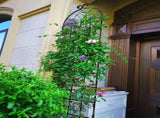 4 Pack Metal Garden Trellis 86.7" x 19.7" Rustproof Trellis for Climbing Plants Outdoor Flower 53121486