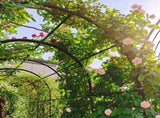 Metal Garden Arch with Gate 79.5'' Wide x 86.6'' High Climbing Plants Support Rose Arch Outdoor W158681132
