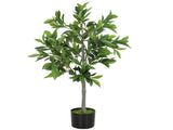 Artificial Plant/Green plants 13793851