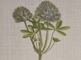 4-piece Botanical Illustration Framed Canvas Wall Art Set B03599414