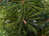 5ft Pre-Lit Artificial Christmas Tree - 100 Clear LED Lights 260 Tips PVC Red Berries Pine Cones UL 59692852