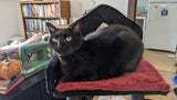 Black Gothic Cat Tree, Multi-Level Spooky Cat Tree with Scratching Posts, Perches, Hammock, and Cat W243P326635