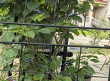 Metal Garden Trellis, 2 Pack Metal Trellis for Climbing Plants, Indoor/Outdoor Plant Trellis for W840P321536