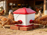 Automatic Chicken Feeder 59722292