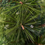 5ft Pre-Lit Artificial Christmas Tree - 100 Clear LED Lights 260 Tips PVC Red Berries Pine Cones UL 59692852