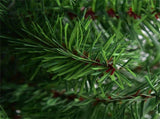 2 Feet Tabletop Unlit Christmas Tree 30867818