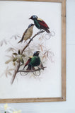 S/2 Bird Framed Print, 19.5x27.5" W2078P205301