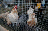 Hardware Cloth 1/4 inch 36in x 50ft 23 Gauge, Hot-dip Galvanized After Welding Chicken Wire Fence W2286P310773