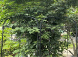 Metal Garden Trellis, 2 Pack Metal Trellis for Climbing Plants, Indoor/Outdoor Plant Trellis for W840P321536