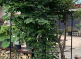 Metal Garden Trellis, 2 Pack Metal Trellis for Climbing Plants, Indoor/Outdoor Plant Trellis for W840P321536