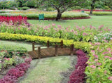 Fir Wood Garden Bridge Arc Walkway with Side Railings for Backyards, Gardens, and Streams, Stained W2225142629