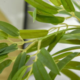 Artificial palm trees/Green plants 49223358
