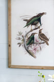 S/2 Bird Framed Print, 19.5x27.5" W2078P205301