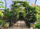 Metal Garden Arch with Gate 79.5'' Wide x 86.6'' High Climbing Plants Support Rose Arch Outdoor W158681132