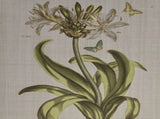 4-piece Botanical Illustration Framed Canvas Wall Art Set B03599414
