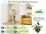 White Faux Plum Blossom Plant with Solid Wood Trunk 35065483