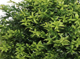 3FT Artificial Boxwood Cone Tree Faux Shrub for Outdoor Planter and Entryway Dcor 2pcs/set W2945P323221