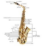 ZNTS Alto Drop E Paint Gold Saxophone Paint Gold 25180517
